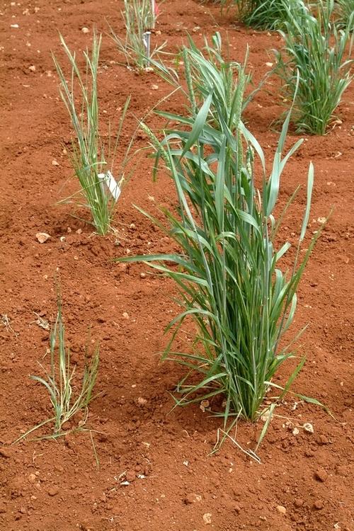 Resistant and susceptible wheat lines to Russian wheat aphid_1