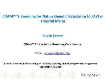 CIMMYT’s breeding for native genetic resistance to FAW in tropical maize