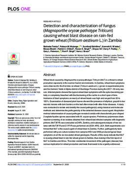 Detection and characterization of fungus (Magnaporthe oryzae pathotype Triticum) causing wheat blast disease on rain-fed grown wheat (Triticum aestivum L.) in Zambia