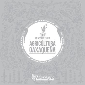 Un vistazo por la agricultura oaxaqueña