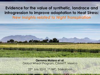 Evidence for the value of synthetic, landrace and introgression to improve adaptation to heat stress: new insights related to night transpiration