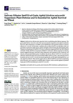 Salivary effector Sm9723 of grain aphid sitobion miscanthi suppresses plant defense and is essential for aphid survival on wheat