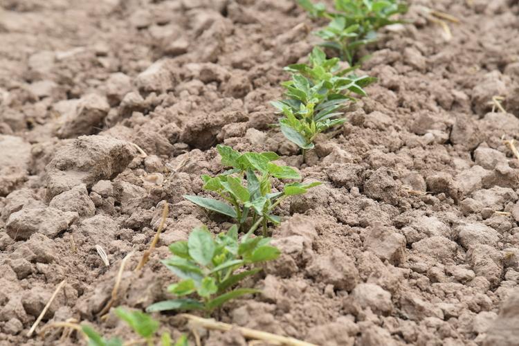 Cotton seedlings in Karshi district, Kashkadarya region