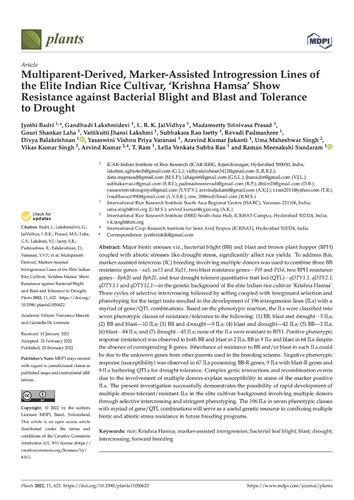 Multiparent-Derived, Marker-Assisted Introgression Lines of the Elite Indian Rice Cultivar, ‘Krishna Hamsa’ Show Resistance against Bacterial Blight and Blast and Tolerance to Drought