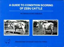 A guide to condition scoring of zebu cattle