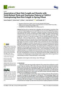 Association of root hair length and density with yield-related traits and expression patterns of TaRSL4 underpinning root hair length in spring wheat