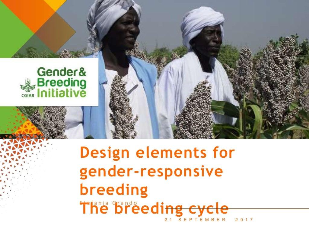 Design elements for gender-responsive breeding: The breeding cycle