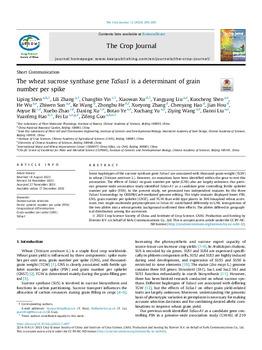 The wheat sucrose synthase gene TaSus1 is a determinant of grain number per spike