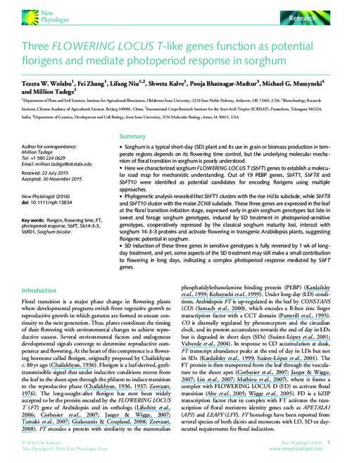 Three FLOWERING LOCUS Tlike genes function as potential florigens and mediate photoperiod response in sorghum