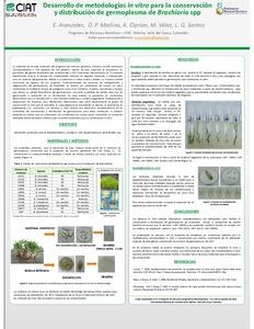 Desarrollo de metodologías in vitro para la conservación y distribución de germoplasma de Brachiaria spp