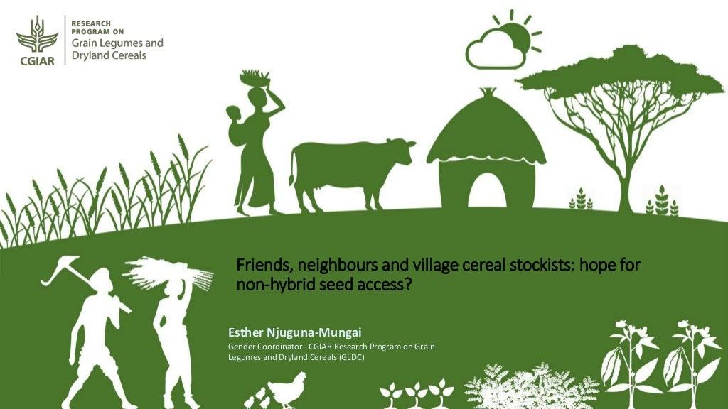 Friends, neighbours and village cereal stockists: hope for non-hybrid seed access?
