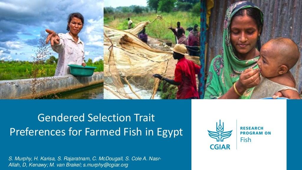 Gendered selection trait preferences for farmed fish in Egypt