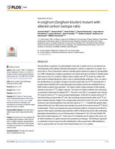 A sorghum (Sorghum bicolor) mutant with altered carbon isotope ratio