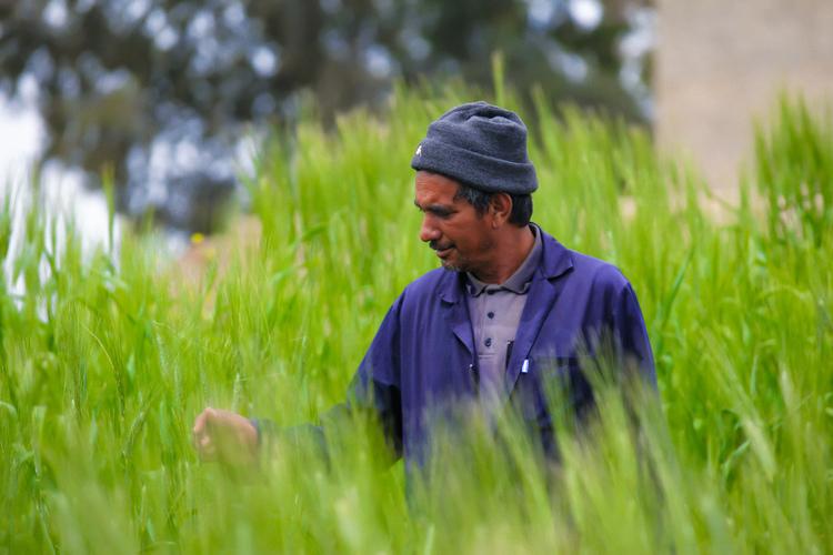 Experimental Plot of Durum Wheat under Conservation Agriculture/No-Till – El Rhahala Region, Siliana District, Tunisian Agroecological Living Landscape