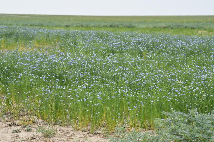 Test trial of flax in rainfed areas of Kamashi district, Kashkadarya region