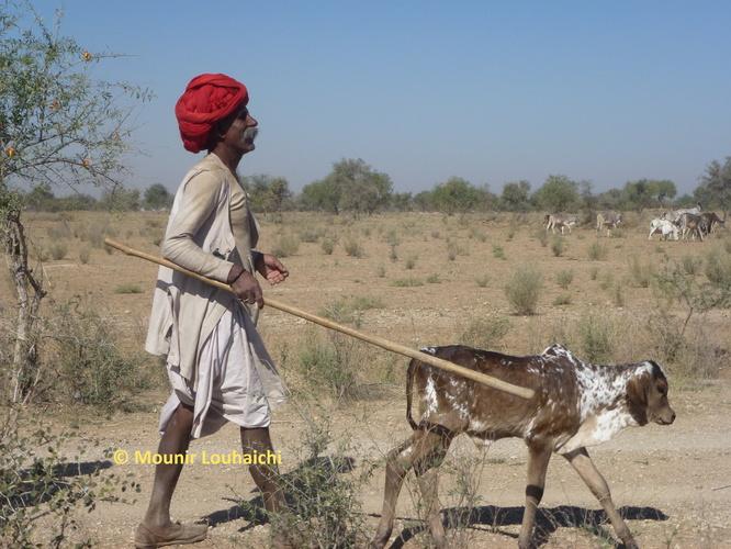 Livestock mobility in the state of Rajasthan, India