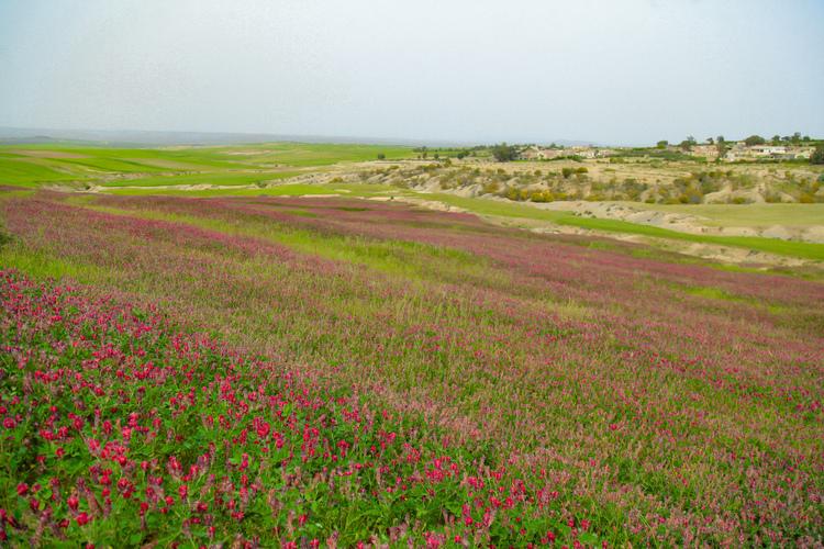 Biological Fixation of Sloping Land Using Sulla Crop, El Rhahla – Siliana, Northwestern Tunisia