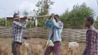 Tutorial video for smallholder farmers on health management for sheep fattening