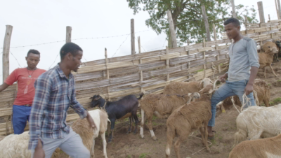 Tutorial video for smallholder farmers on how to select rams for fattening
