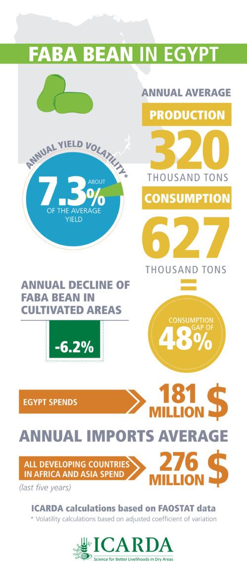 Faba Bean in Egypt