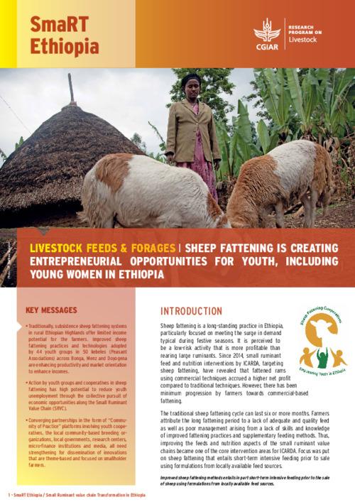 Sheep Fattening is Creating Entrepreneurial Opportunities for Youth, Including Young Women in Ethiopia