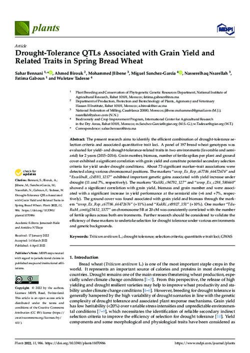 Drought-Tolerance QTLs Associated with Grain Yield and Related Traits in Spring Bread Wheat