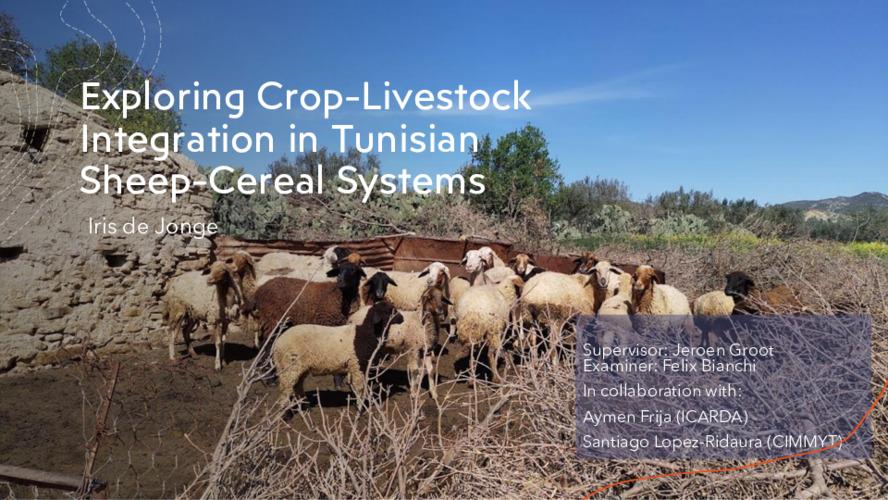 MSc Thesis Presentation on Exploring Crop Livestock Integration in Tunisian Sheep Cereal Systems