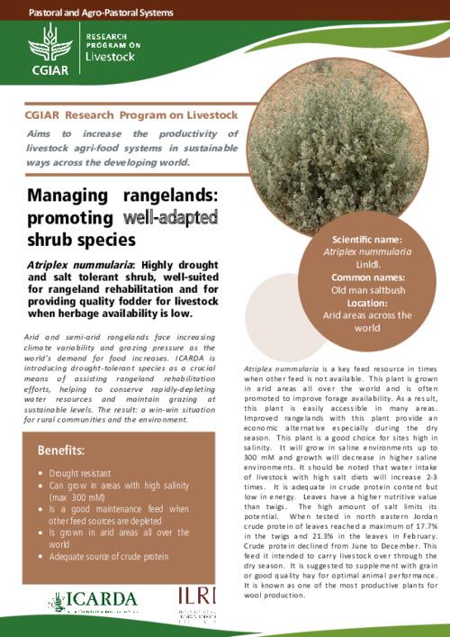 Managing rangelands: promoting well-adapted shrub species: Atriplex nummularia: Highly drought and salt tolerant shrub, well-suited for rangeland rehabilitation and for providing quality fodder for livestock when herbage availability is low
