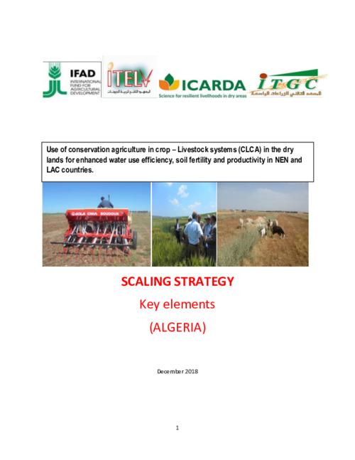 Scaling Strategy Algeria