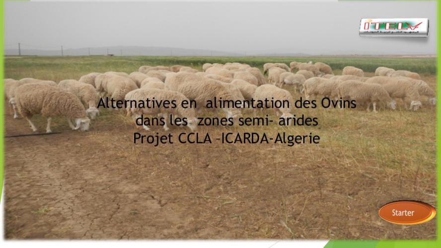 Alternatives en alimentation des ovins dans les zones semi arides du Projet CLCA en Algerie