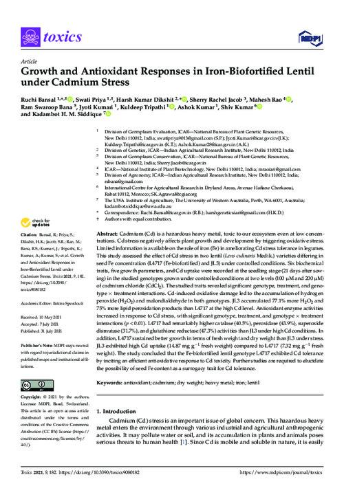 Growth and Antioxidant Responses in Iron-Biofortified Lentil under Cadmium Stress