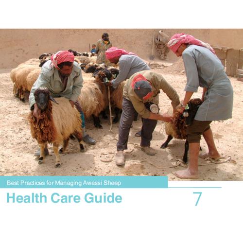 Best Practices for Managing Awassi Sheep 7-Health Care Guide