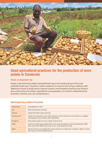 Good agricultural practices for the production of ware potato in Cameroon