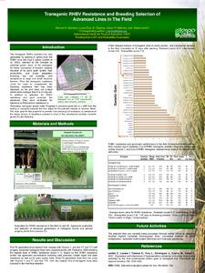 Transgenic RHBV resistance and breeding selection of advances lines in the field