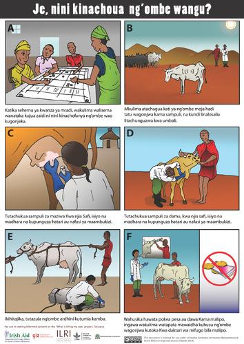 Je, nini kinachoua ng’ombe wangu? Visual aid for seeking informed consent on ‘What is killing my cow?’ project, Tanzania