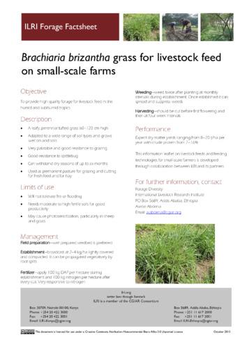 Brachiaria brizantha grass for livestock feed on small-scale farms