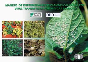 Manejo de enfermedades de plantas causadas por virus transmitidos por moscas blancas