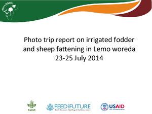 Photo trip report on irrigated fodder and sheep fattening in Lemo, 23-25 July 2014