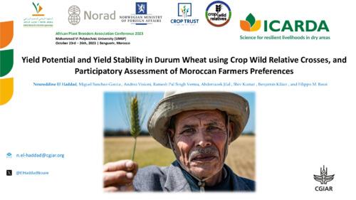 Yield Potential and Yield Stability in Durum Wheat using Crop Wild Relative Crosses, and  Participatory Assessment of Moroccan Farmers Preferences
