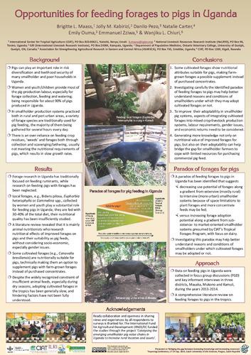 Opportunities for feeding forages to pigs in Uganda