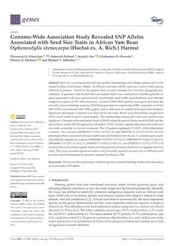 Genome-wide association study revealed SNP alleles associated with seed size traits in African yam bean (Sphenostylis stenocarpa (Hochst ex. A. Rich.) harms)