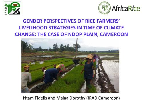 Gender perspectives of rice farmers’ livelihood strategies in time of climate change: The case of Ndop plains, Cameroon