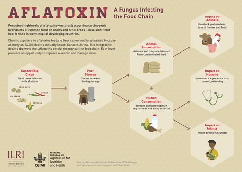 Aflatoxin: A fungal toxin infecting the food chain