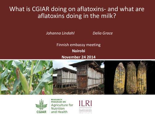 What is CGIAR doing on aflatoxins—And what are aflatoxins doing in the milk?