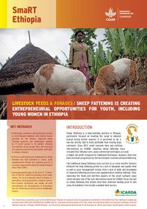 Sheep fattening is creating entrepreneurial opportunities for youth, including young women in Ethiopia