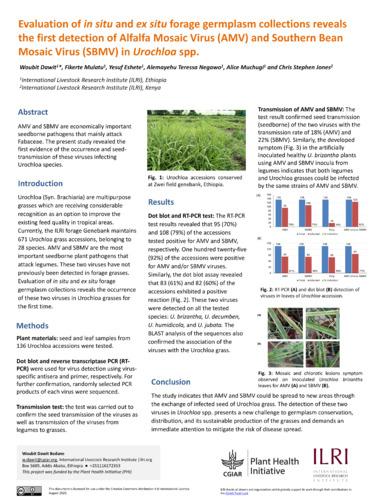 Evaluation of in situ and ex situ forage germplasm collections reveals the first detection of Alfalfa Mosaic Virus (AMV) and Southern Bean Mosaic Virus (SBMV) in Urochloa spp.