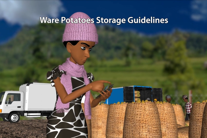 Ware potato storage guidelines