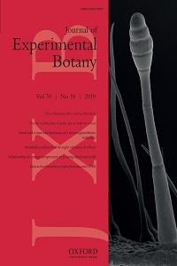 Salinity tolerance in chickpea is associated with the ability to ‘exclude’ Na from leaf mesophyll cells