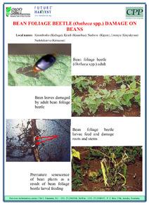 Bean foliage beetle (Ootheca spp.) damage on beans