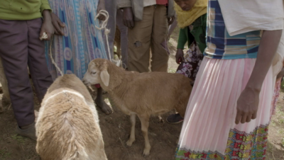 Tutorial video for smallholder farmers on collective action by youth and women in sheep fattening